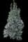 Nellie Stevens Holly — design image 4