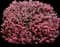 Crimson Pygmy Barberry — design image 1