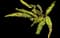 Western Sword Fern — design image 1