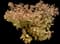 Panicle Hydrangea — design image 21