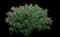Miss Ruby Butterfly bush — design image 1