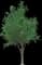 Service Tree — design image 1