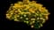 Tuscan Sun Perennial Sunflower — design image 7