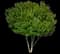 Wax Myrtle Bush — design image 1