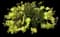 Ben Fhada Sun Rose — design image 1