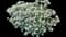 Caucasian Stonecrop — design image 2