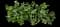 Jade Plant — design image 1