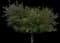Carrotwood Tree — design image 2