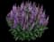 'Pink Profusion' Perennial Salvia — design image 2