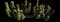Golden Torch Cactus — design image 3
