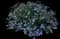 Aster — design image 1