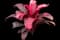 'Red Sister' Cabbage Palm — design image 20