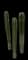 Mexican Fence Post Cactus — design image 1
