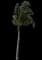 Coconut Palm — design image 14