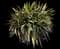 Yucca filamentosa — design image 2