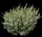 Dwarf Myrtle — design image 3
