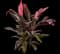 'Red Sister' Cabbage Palm — design image 11