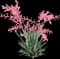 Red Yucca Little Giant — design image 1