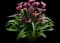 Le Reve Calla Lily — design image 1
