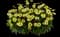 Solanna™ Glow™ Coreopsis grandiflora — design image 1