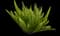 Asparagus Fern Plant — design image 11