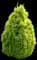 Filips Magic Moment' Arborvitae — design image 2