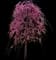 Golden Falls® Redbud Tree — design image 2