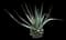 Sisal Agave — design image 8