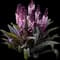 Pineapple Lily — design image 1