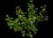 Red Currant — design image 2