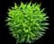 Tall Garden Phlox (Phlox paniculata) — design image 2