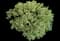 Ivory Halo® Variegated Dogwood — design image 11