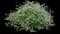 Euphoric™ White Euphorbia — design image 1