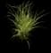Variegated Spider Plant — design image 7