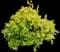 Dwarf Myrtle — design image 1