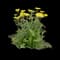 Yarrow — design image 4