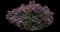 Common Lilac — design image 16