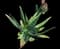 Soap Aloe — design image 4