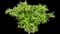 Japanese Spiraea — design image 21