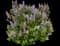Common Lilac — design image 18