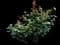 China Rose — design image 1