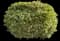 Tea Olive Shrub — design image 4