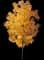 Tulip Poplar 'Little Volunteer' — design image 2