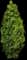 'Graham Blandy' Columnar Boxwood — design image 4