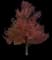 Red Maple Tree — design image 14