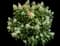 Panicle Hydrangea — design image 6