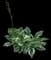 Hosta Plants — design image 13