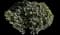 Snow White Indian Hawthorn Shrub — design image 2