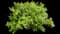 Japanese Spiraea — design image 18