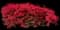 Azalea (Rhododendron) — design image 8